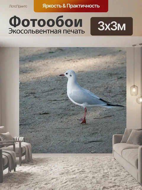 Фотообои Чайка