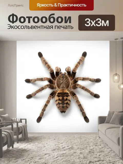 Фотообои Пушистый тарантул сверху