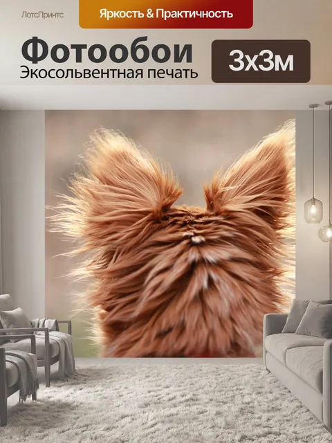Фотообои Чихуахуа