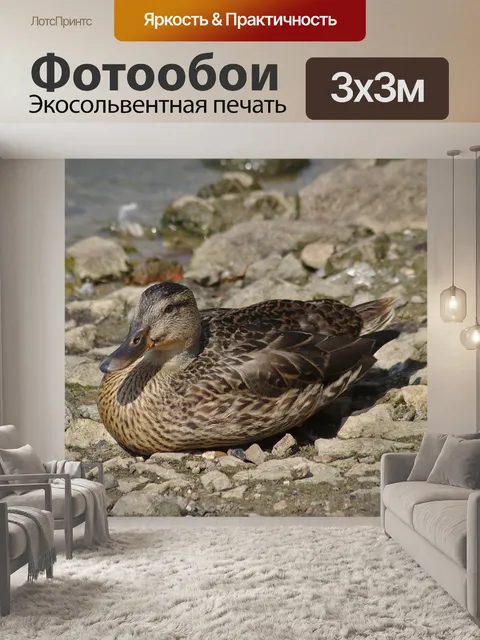 Фотообои Утка