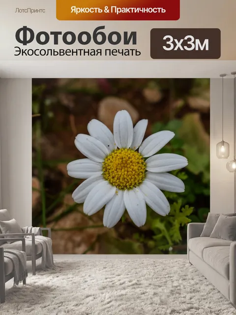 Фотообои Ромашка