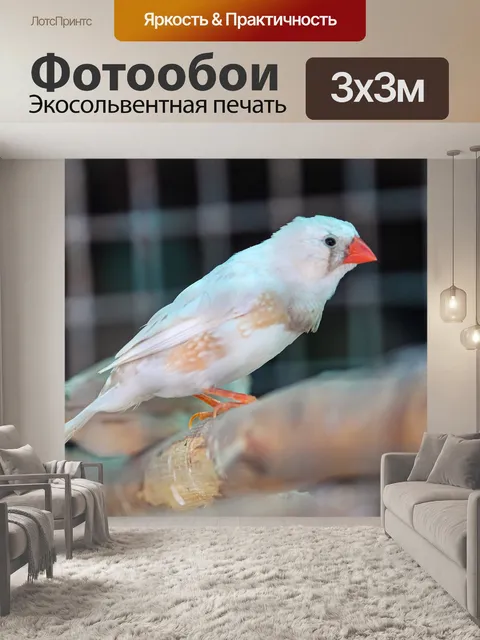 Фотообои Зебры финч