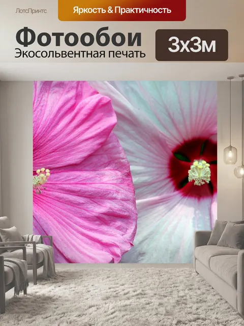 Фотообои Розовый и белый цветок гибискуса