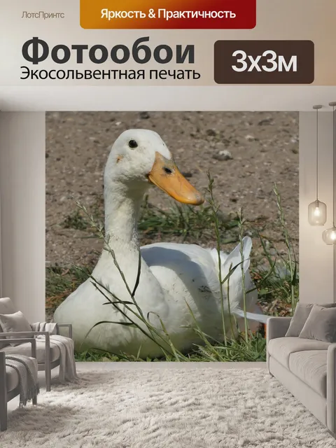 Фотообои Белый гусь
