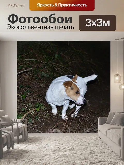 Фотообои Млекопитающее