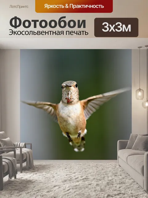 Фотообои Самка рыжего колибри