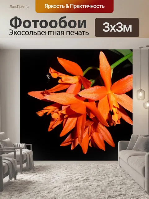 Фотообои Орхидея