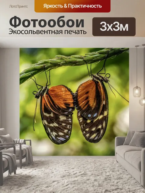 Фотообои Бабочки