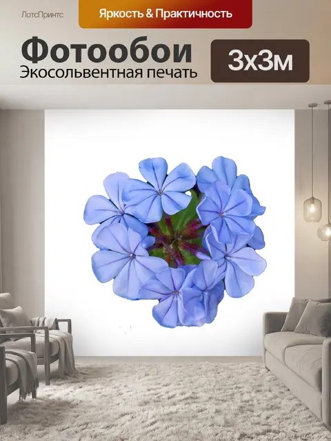 Фотообои Пламбаго синий цветок