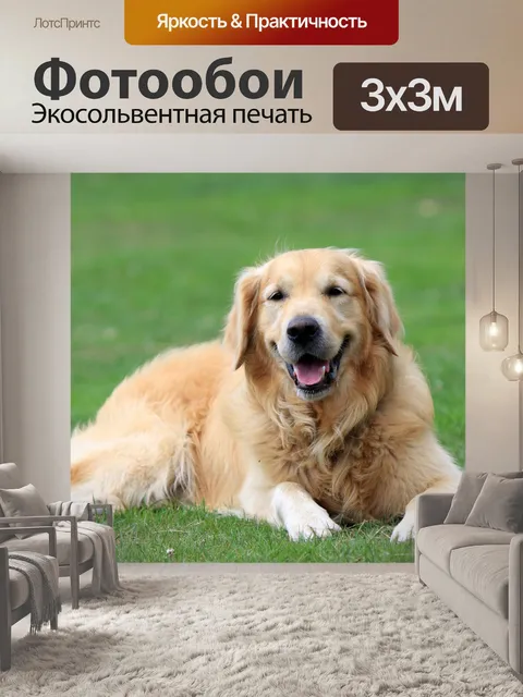 Фотообои Золотой ретривер