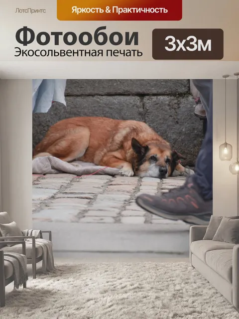 Фотообои Бездомная собака