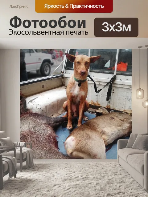 Фотообои Охотничья собака
