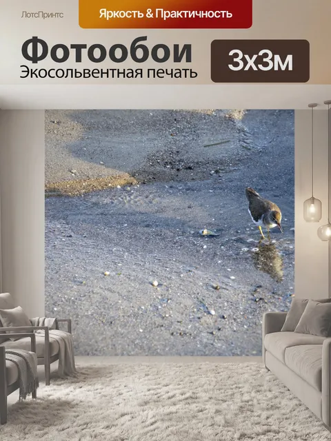Фотообои кулики морские птицы