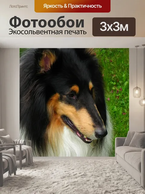 Фотообои Колли