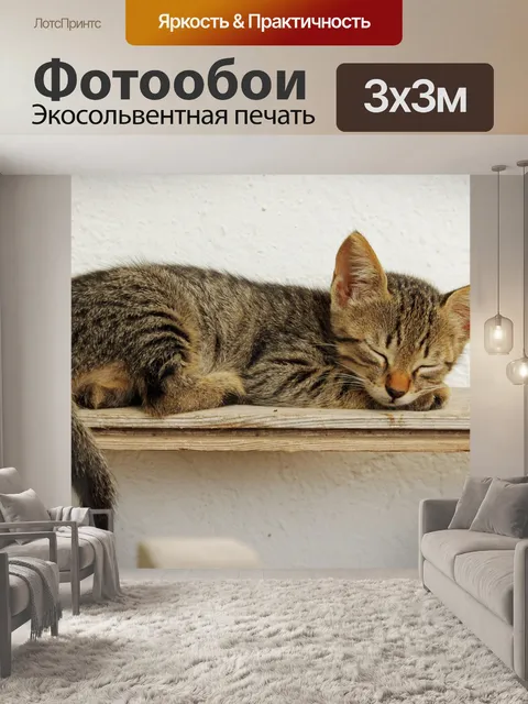 Фотообои Котенок