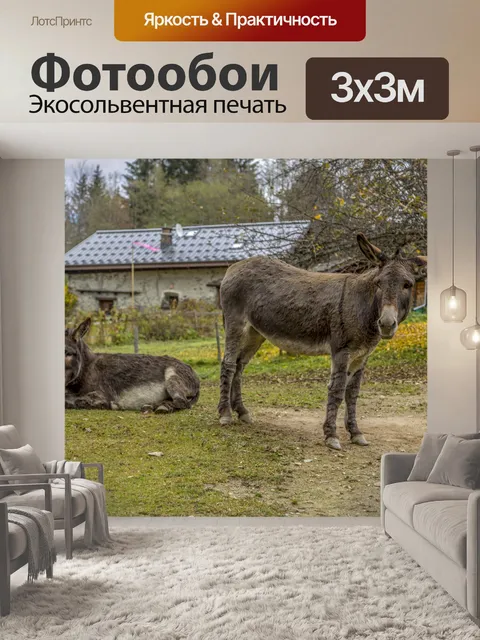 Фотообои Осел, пасущийся в горах