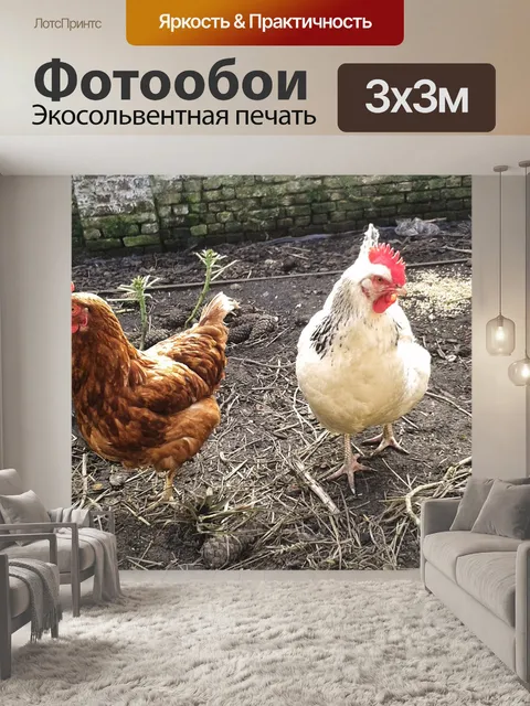 Фотообои Куры
