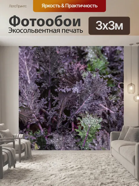 Фотообои Декоративная капуста
