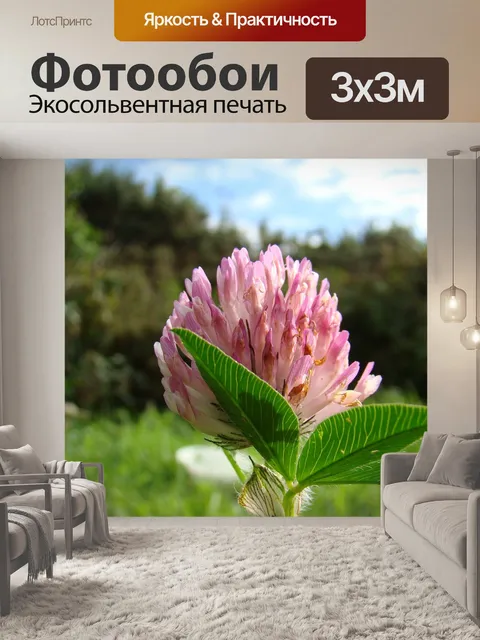 Фотообои красный клевер