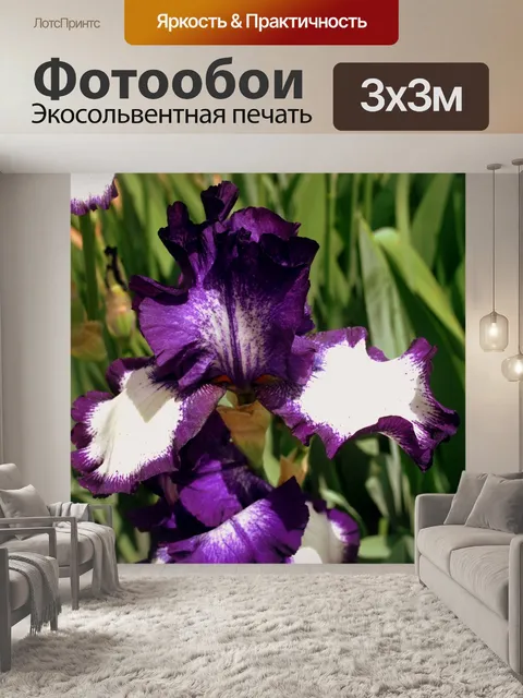 Фотообои Фиолетовый Ирис Блум