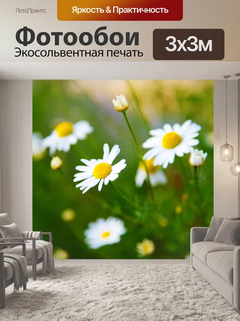 Фотообои цветков ромашки