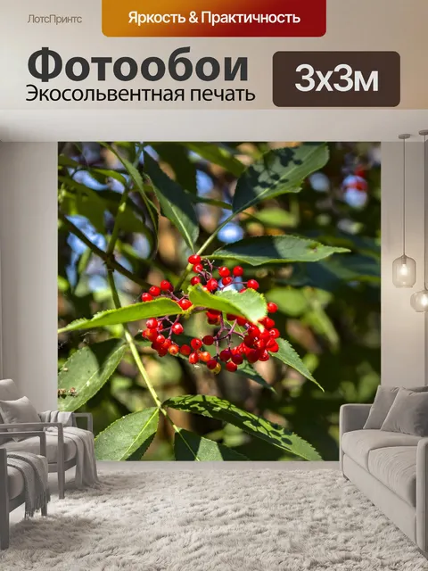 Фотообои Рябина