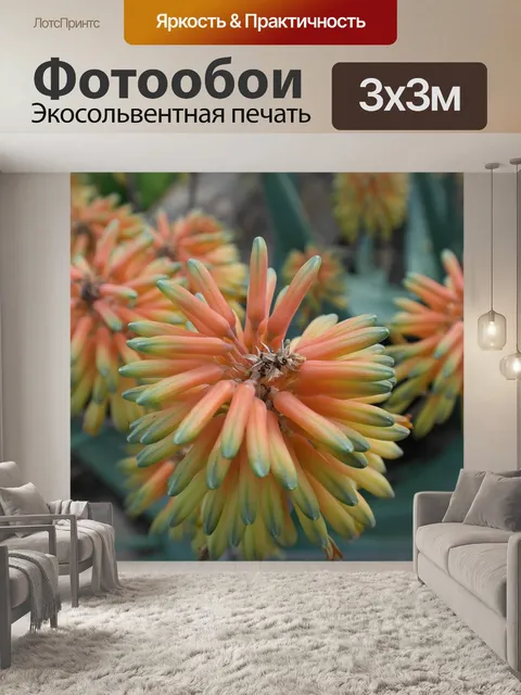 Фотообои Алоэ вера