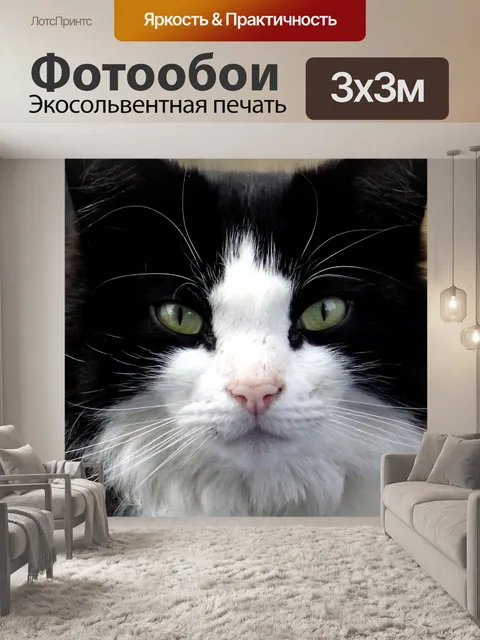 Фотообои Симпатичные кошки