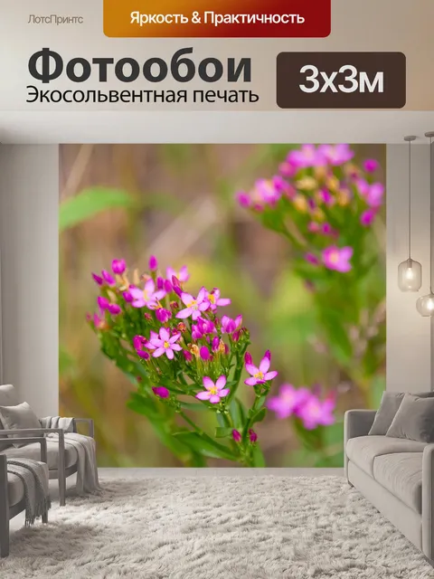 Фотообои Золототысячник обыкновенный