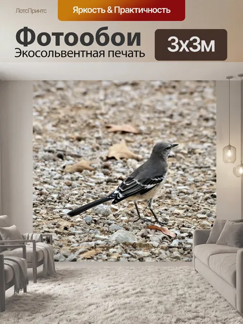 Фотообои Пересмешник Профиль