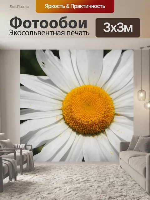 Фотообои Белые ромашки