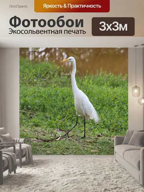 Фотообои Большая белая цапля
