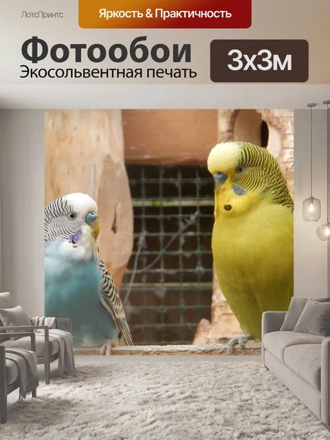 Фотообои Волнистый попугайчик