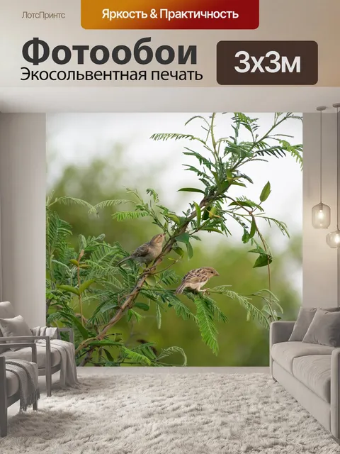 Фотообои Воробьи