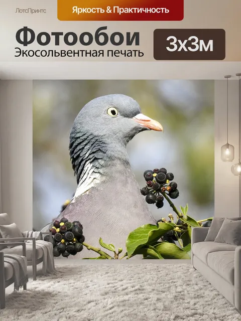Фотообои Лесной голубь