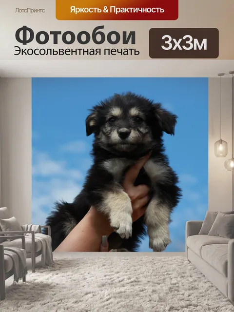 Фотообои Собака