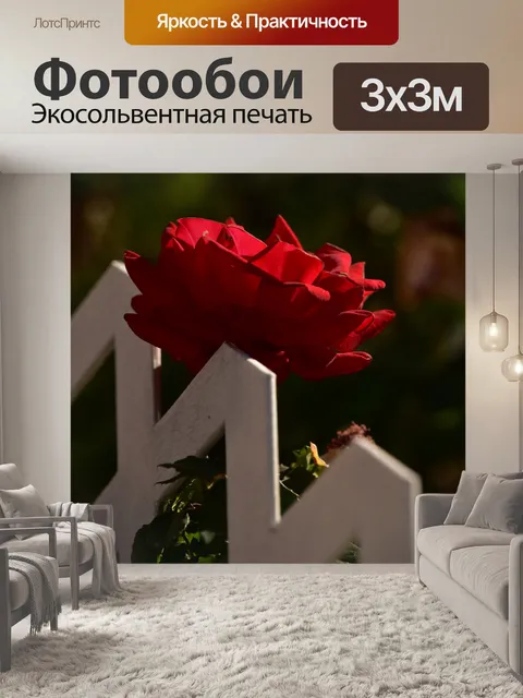 Фотообои Красная роза и белый забор