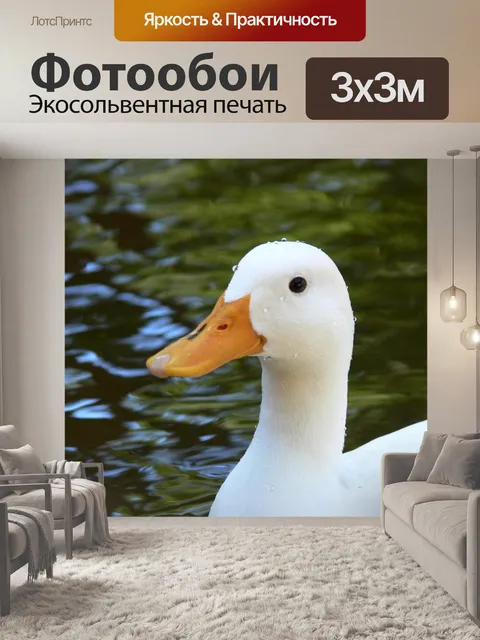 Фотообои Белая утка в пруду