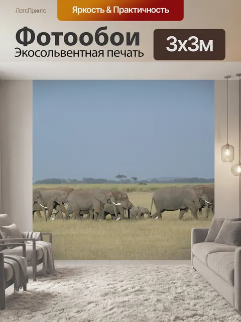 Фотообои Слоны
