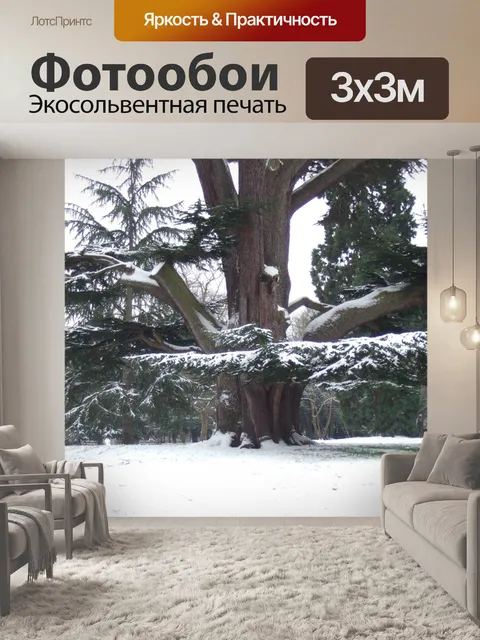 Фотообои Кедр дерево