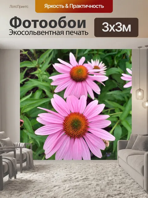 Фотообои Эхинацея полевой цветок садовое растение