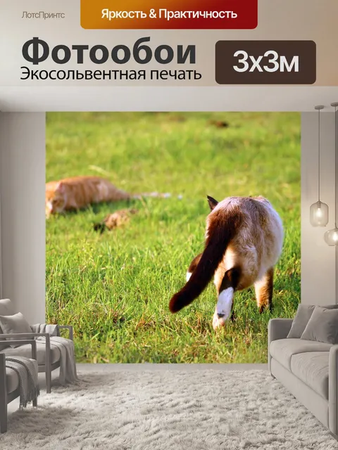 Фотообои Кот