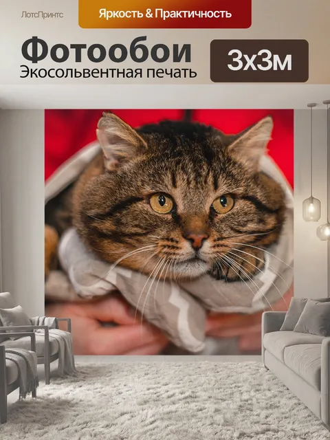 Фотообои Толстый кот