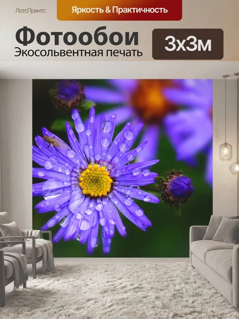 Фотообои Осенние цветы астры распускаются