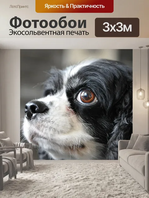 Фотообои Собака