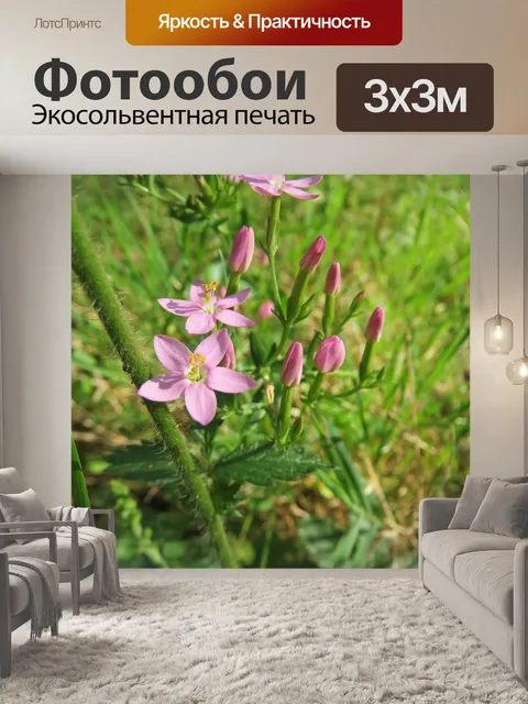 Фотообои Центавриум эритрейный