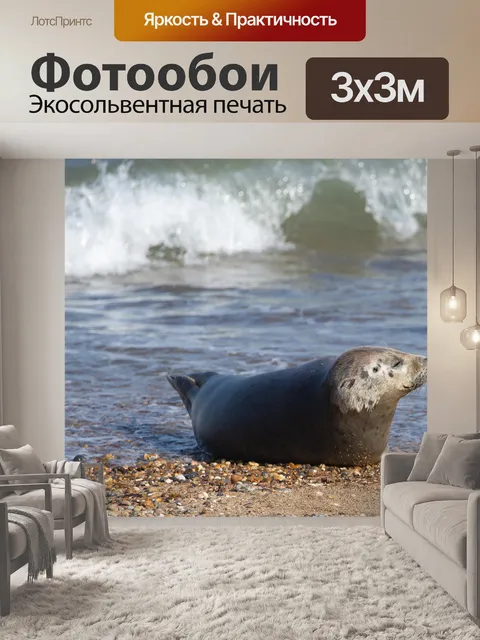 Фотообои Серый тюлень