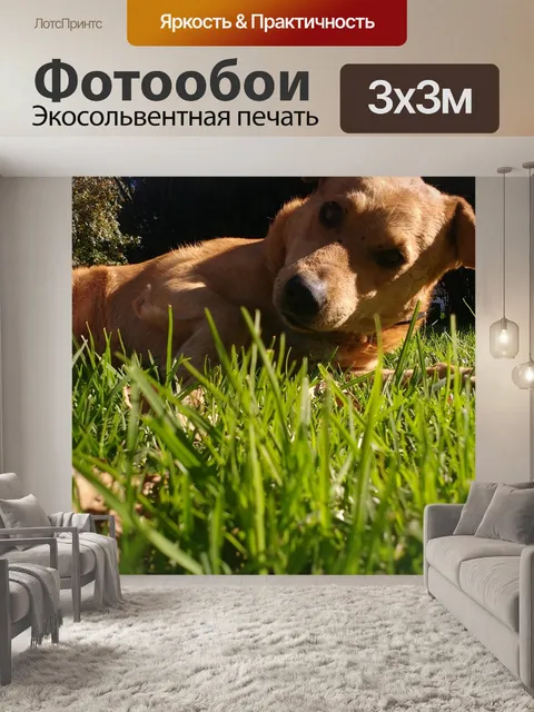 Фотообои Собака