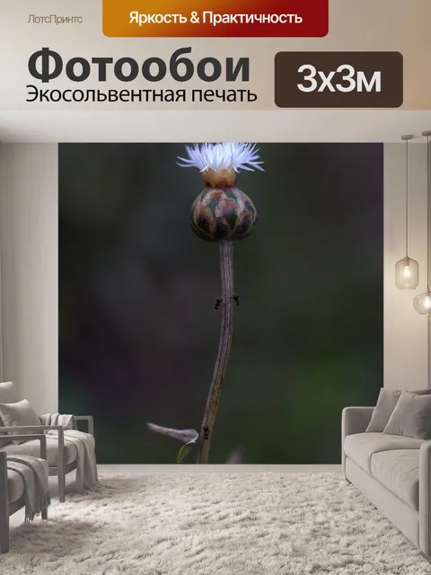 Фотообои Цветок