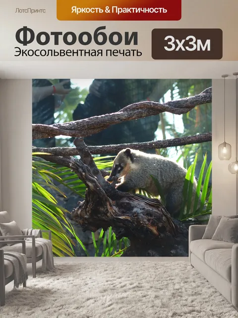 Фотообои Южноамериканский коати